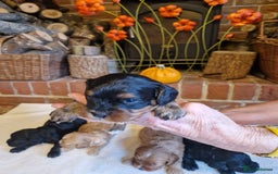 Cavapoo dogs for sale: Quality True mini Cavapoo Puppies in Eastleigh - Image 3