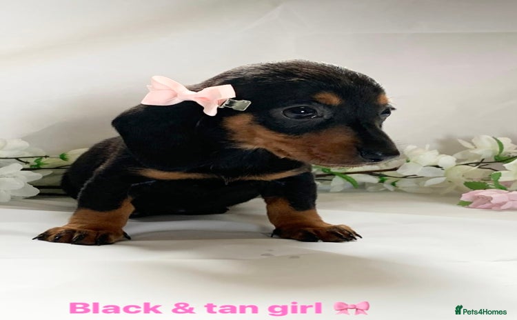 Miniature Dachshund dogs - Advert 3
