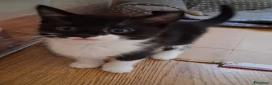 Lynxi