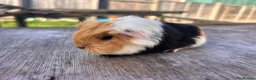 Guinea Pig rodents for sale: Beautiful long haired guinea pigs to reserve  - Advert 3