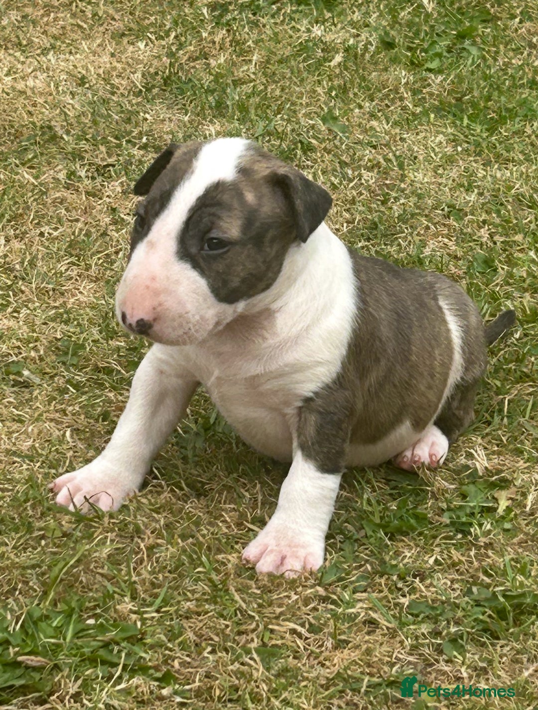 English Bull Terrier dogs for sale: Ready to leave !!! champion bloodlines kc reg - Image 22