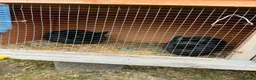 Netherland Dwarf rabbits for sale: Two black male Netherlands dwarfs - Advert 1