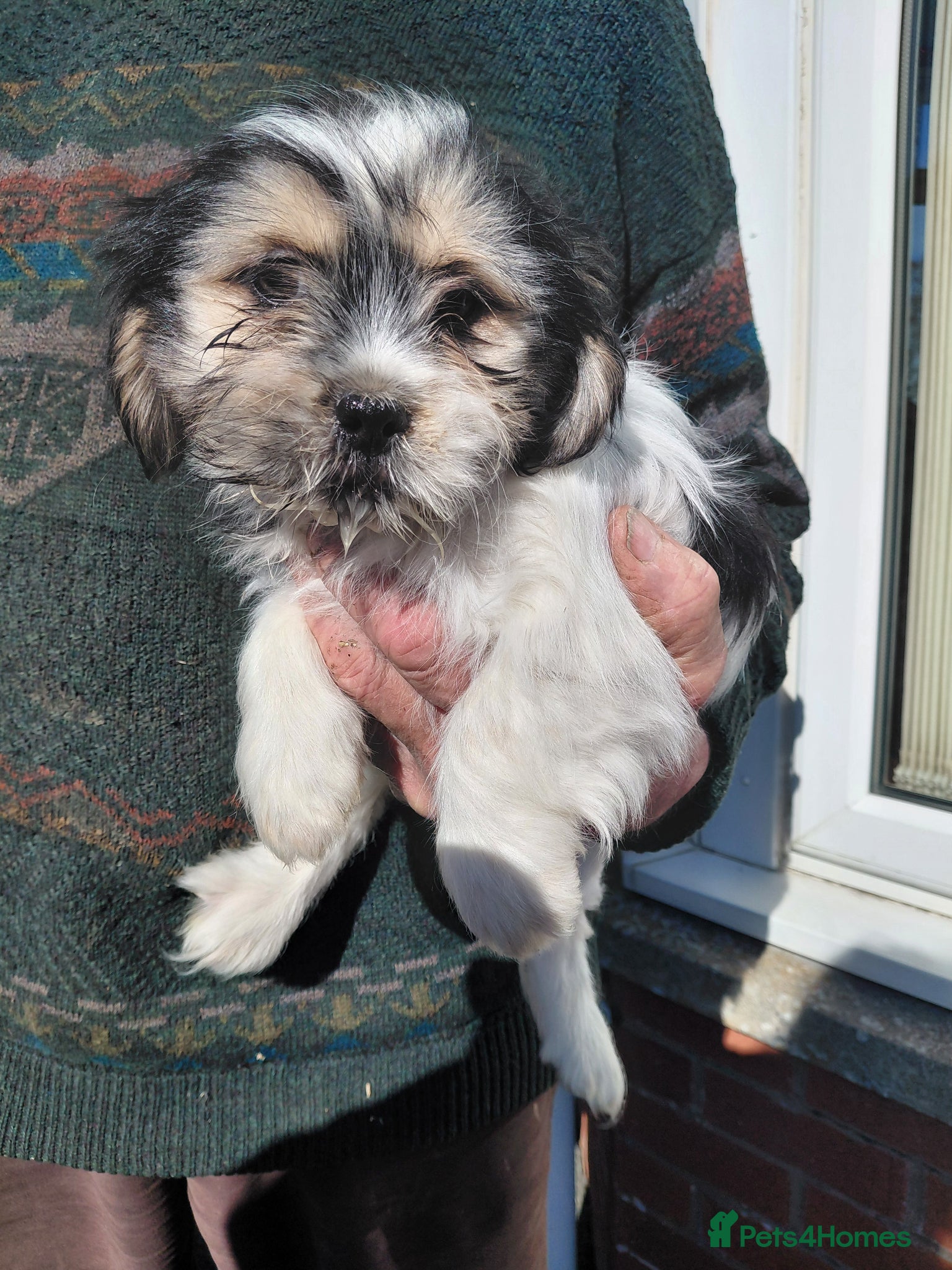 Mixed Breed dogs for sale: Shi tzu X Jackrussell  - Advert 1