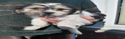 Mixed Breed dogs for sale: Shi tzu X Jackrussell  - Advert 1