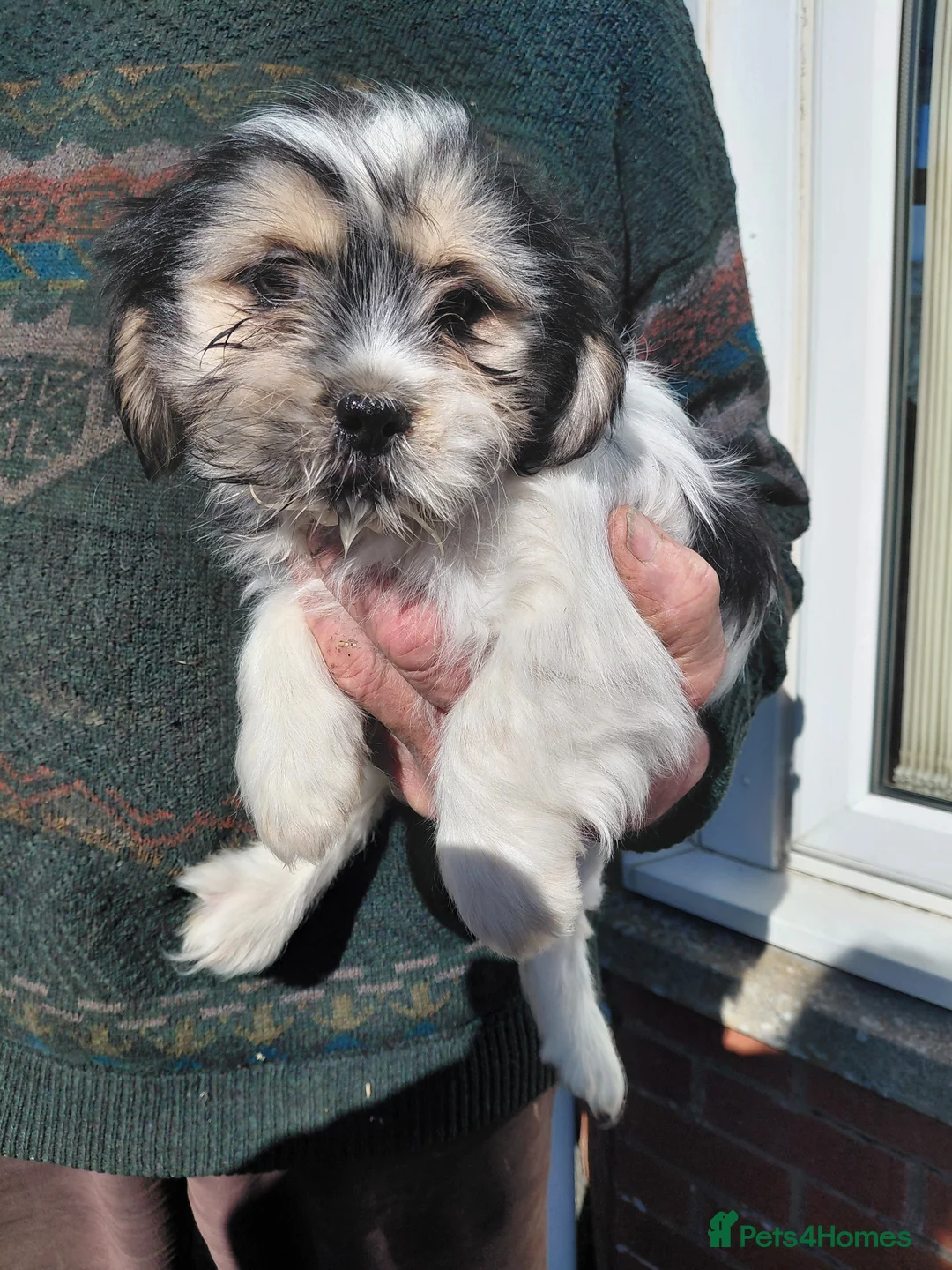 Mixed Breed dogs for sale: Shi tzu X Jackrussell  - Advert 1