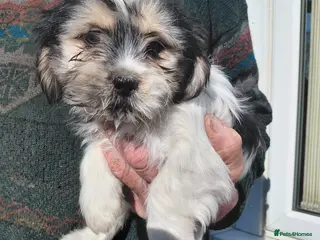 Mixed Breed dogs for sale: Shi tzu X Jackrussell - Advert 2