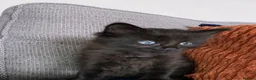 Mixed Breed cats for sale: Fluffy kittens  - Advert 7