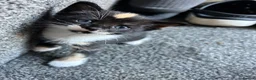 Mixed Breed cats for sale: Gorgeous kittens  in Ware - Advert 8