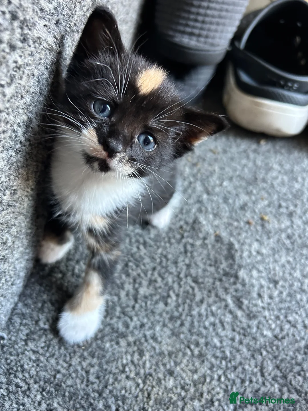Mixed Breed cats for sale: Gorgeous kittens  in Ware - Advert 8