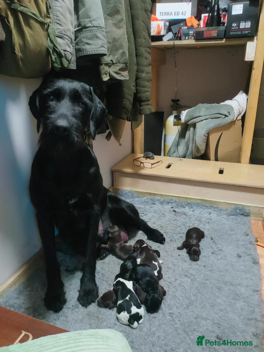 German Wirehaired Pointer dogs for sale: Working gwp x lab puppy for sale - Advert 2