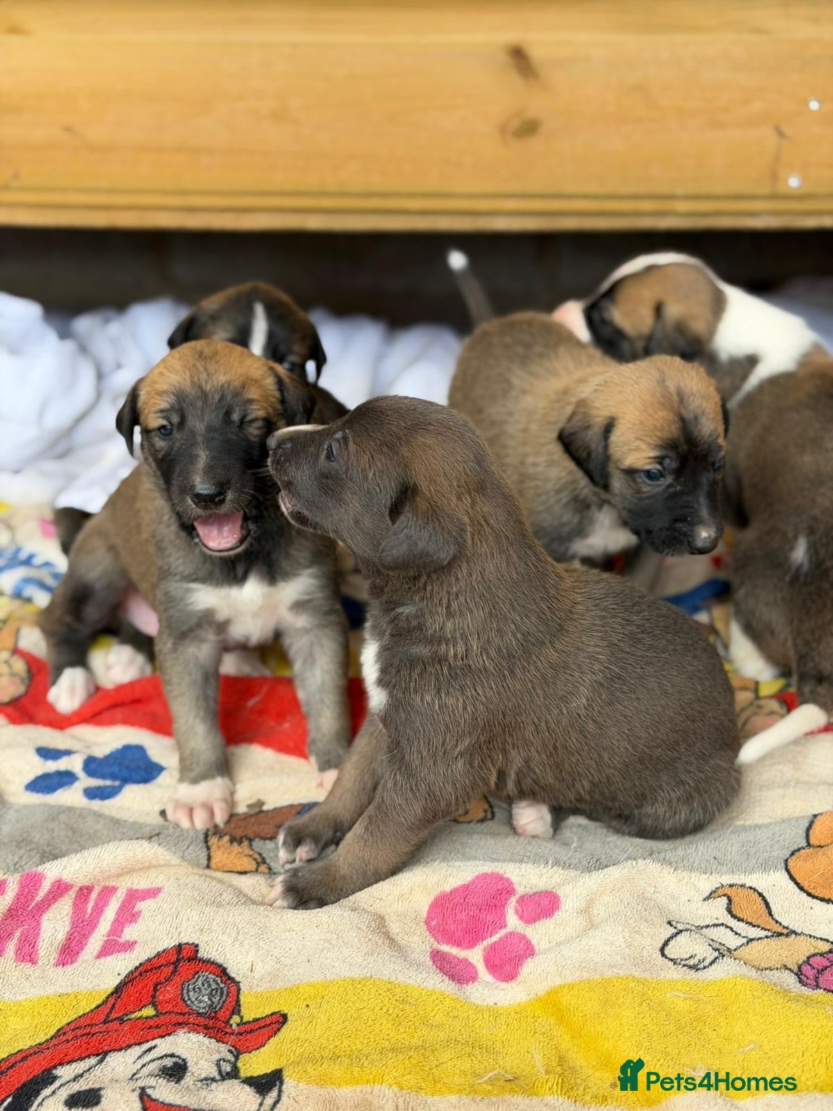 Lurcher dogs for sale: Lurcher puppies in Ludlow - Advert 6