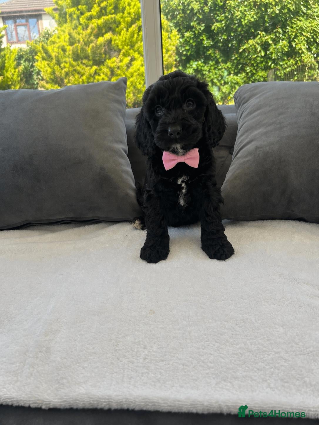 Cockapoo dogs F1 cockapoo puppies  - Advert 1