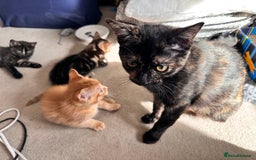 Mixed Breed cats for sale: Amiable bengal mix tabby kittens - Image 16