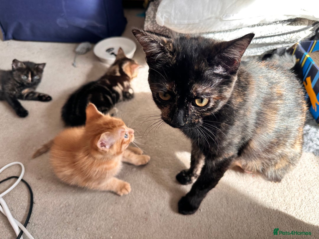 Mixed Breed cats for sale: Amiable bengal mix tabby kittens - Image 16
