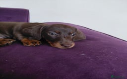 Dachshund dogs for sale: Miniature Daschund - Image 20