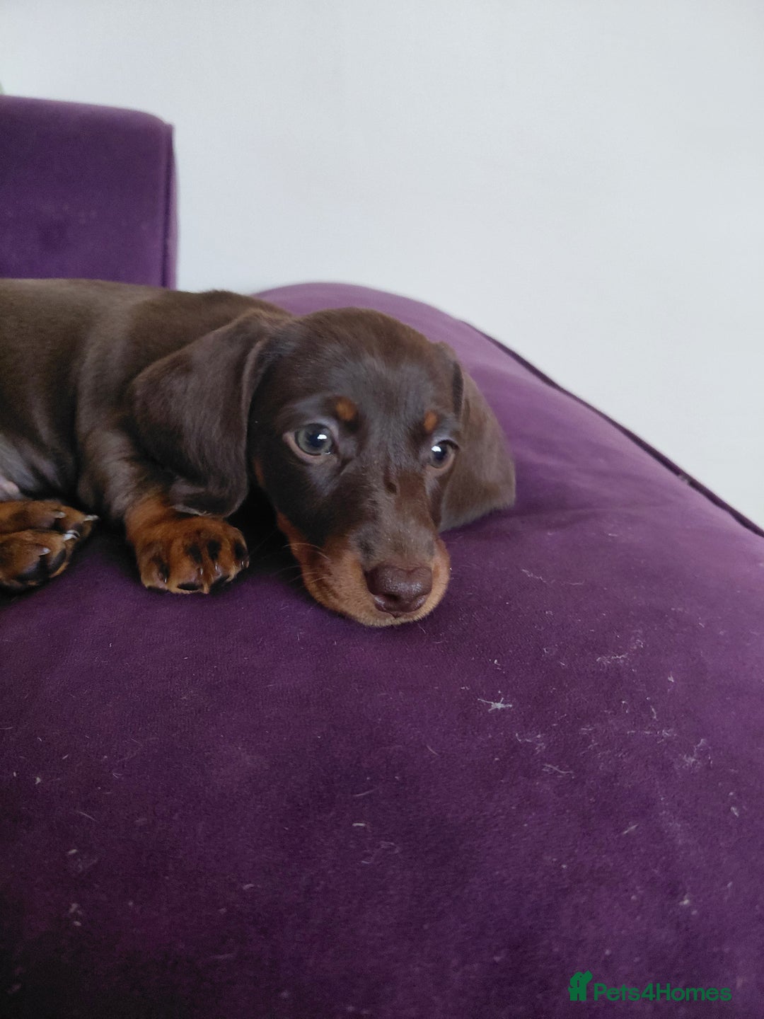 Dachshund dogs for sale: Miniature Daschund - Image 20