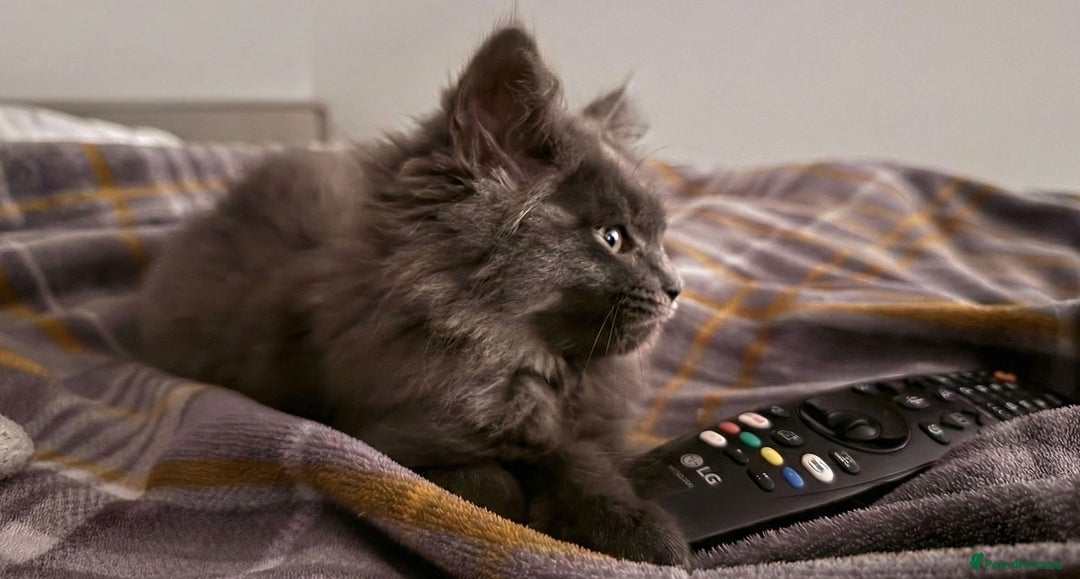 Mixed Breed cats for sale: Stunning Ragdoll x Maine Coon Female Kitten. - Advert 1