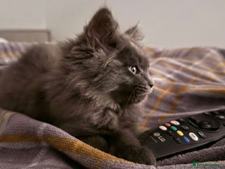 Mixed Breed cats Stunning Ragdoll x Maine Coon Female Kitten. - Advert 1