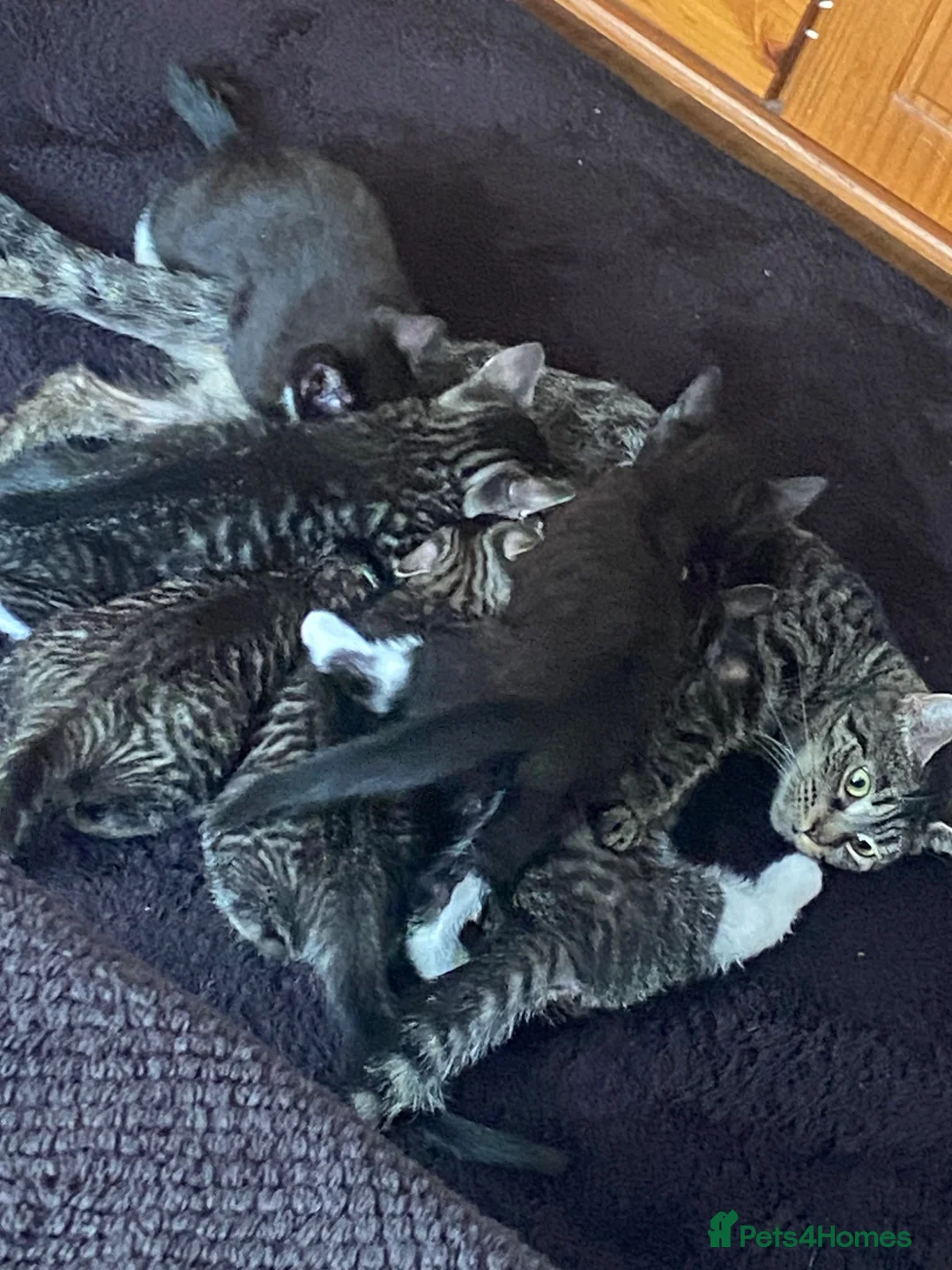 Mixed Breed cats for sale: Beautiful male kittens in Gosport - Advert 5