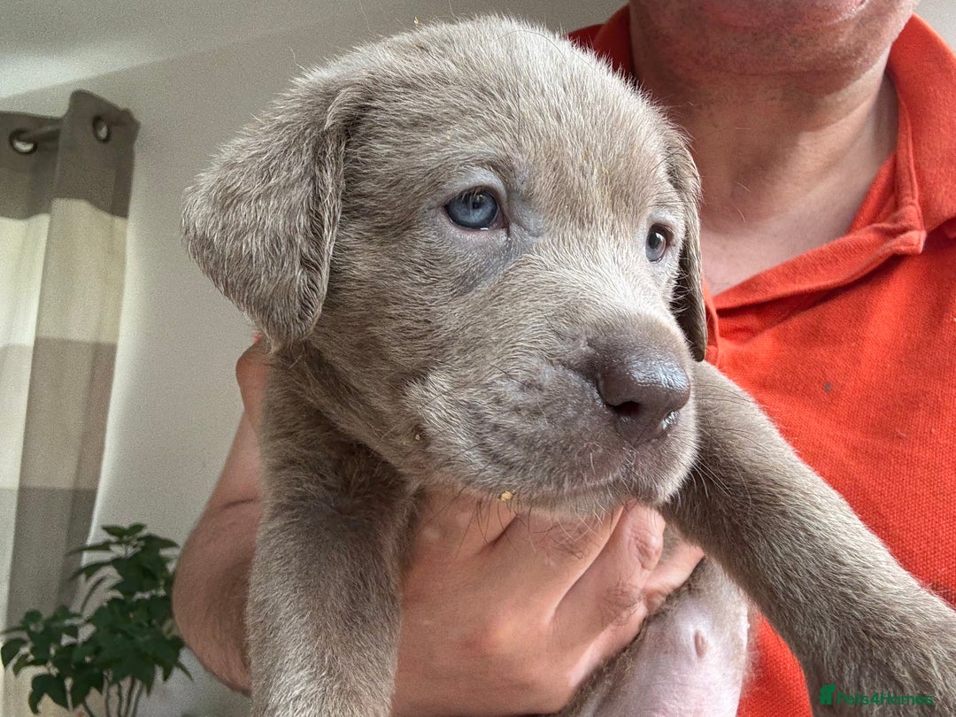 Labrador Retriever dogs for sale: Outstanding KC Registered Silver Labrador Puppies - Image 5