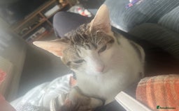 Maine Coon cats for sale: Maine coon girls and boys - Image 8