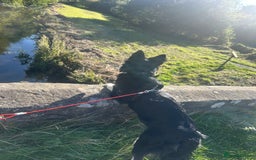 Mixed Breed dogs for sale: Bella border collie husky - Image 3