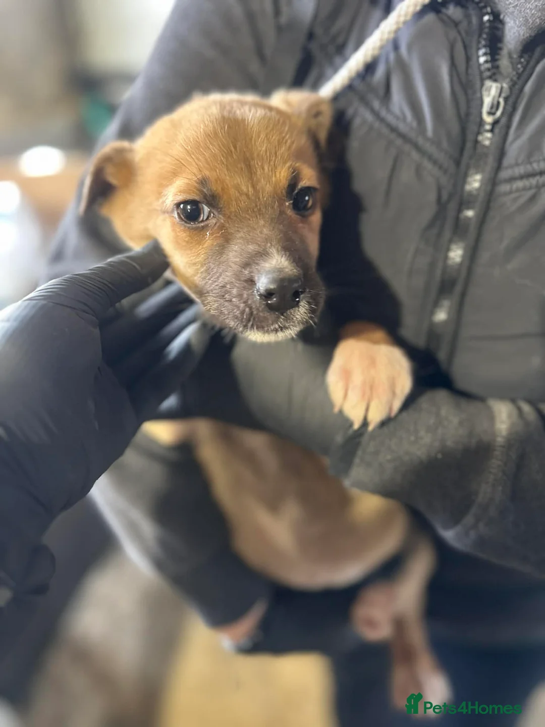 Mixed Breed dogs for adoption: Diamond for adoption in Bedford - Advert 5