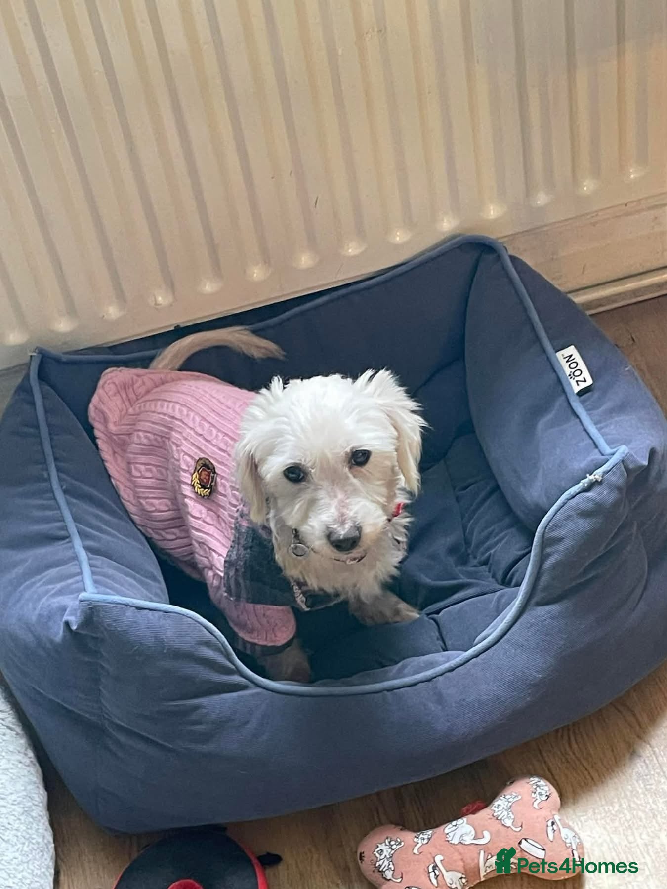 Coton De Tulear dogs Honey - Hingham Norfolk  in Norwich - Advert 4