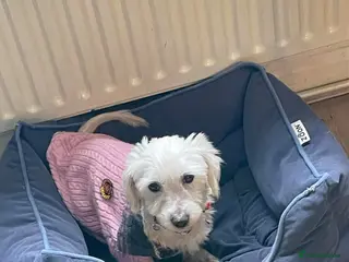 Coton De Tulear dogs Honey - Hingham Norfolk in Norwich - Advert 4