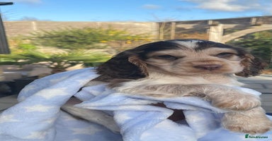 Cocker Spaniel dogs Fully health tested KC Cocker Spaniel puppies - Advert 9