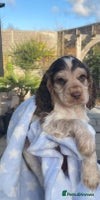 Cocker Spaniel dogs Fully health tested KC Cocker Spaniel puppies - Advert 6