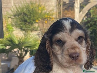 Cocker Spaniel dogs Fully health tested KC Cocker Spaniel puppies - Advert 6