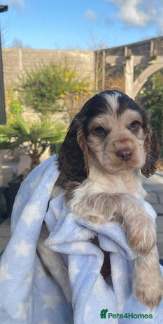 Cocker Spaniel dogs Fully health tested KC Cocker Spaniel puppies - Advert 2
