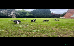 Border Collie dogs for sale: Gorgeous Border Collie Puppies  - Image 37