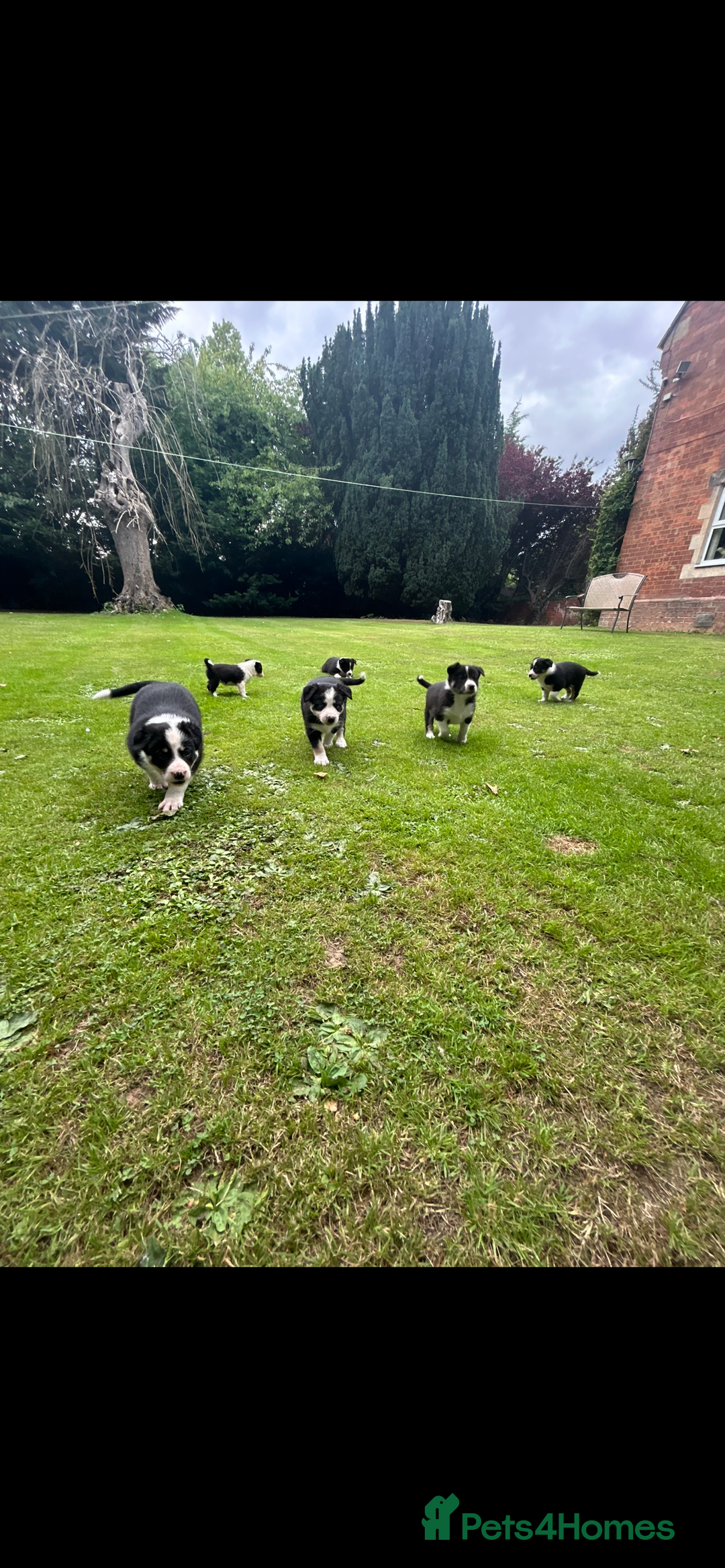 Border Collie dogs for sale: Gorgeous Border Collie Puppies  - Image 37