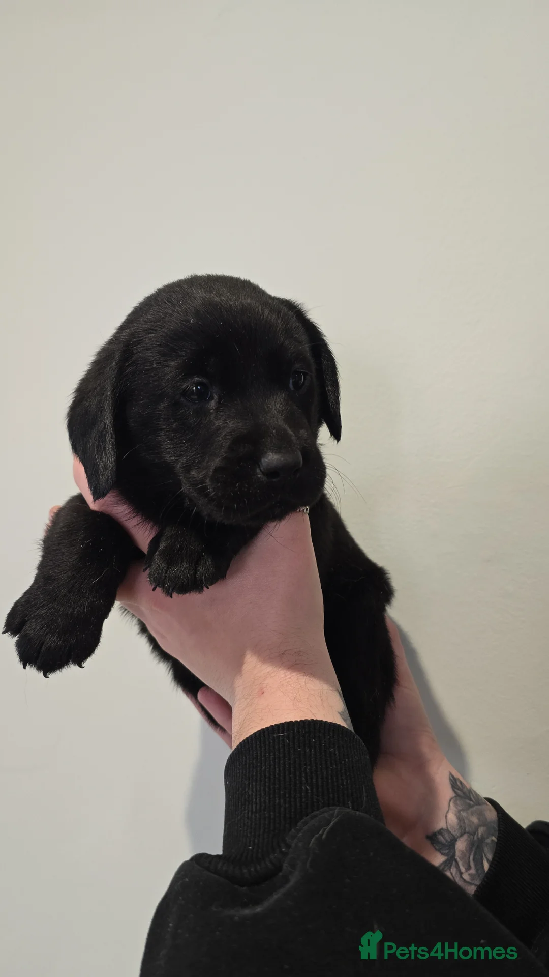 Labrador Retriever dogs for sale: Beautiful litter of labrador puppies  in Harwich - Advert 2