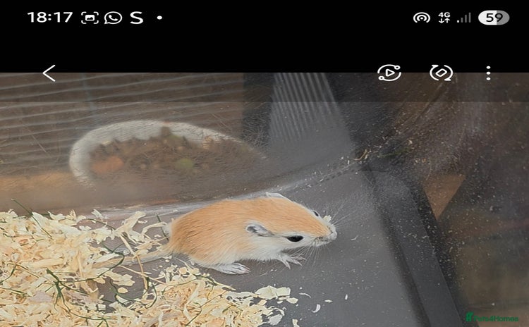Gerbil rodents - Advert 1