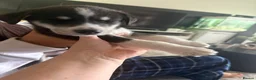 Mixed Breed dogs for sale: Puppy’s for finding there forever home  - Advert 3