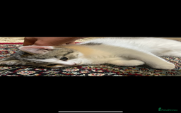 British Shorthair cats for sale: 3 Beautiful female kittens  - Image 3