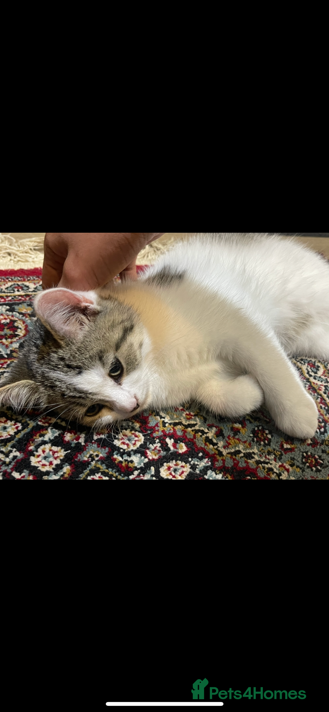 British Shorthair cats for sale: 3 Beautiful female kittens  - Image 3