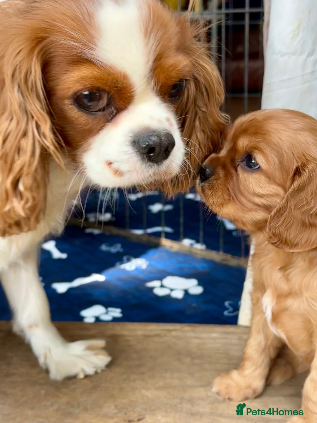Cavalier King Charles Spaniel dogs for sale: Kc Cavalier King Charles Spaniel pups DNA tested  - Image 25