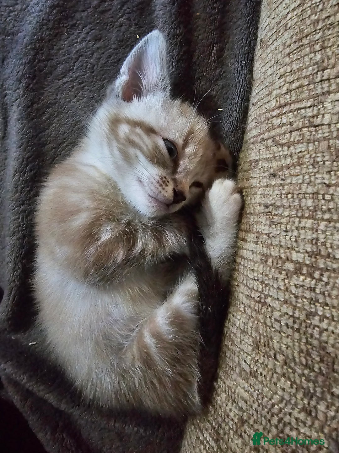 Mixed Breed cats for sale: Adorable kittens for sale - Advert 33