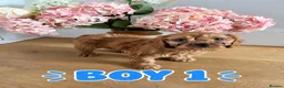 Cavapoo dogs for sale: ❤️STUNNING RUBY F1 CAVAPOO PUPPIES READY NOW❤️ - Advert 12