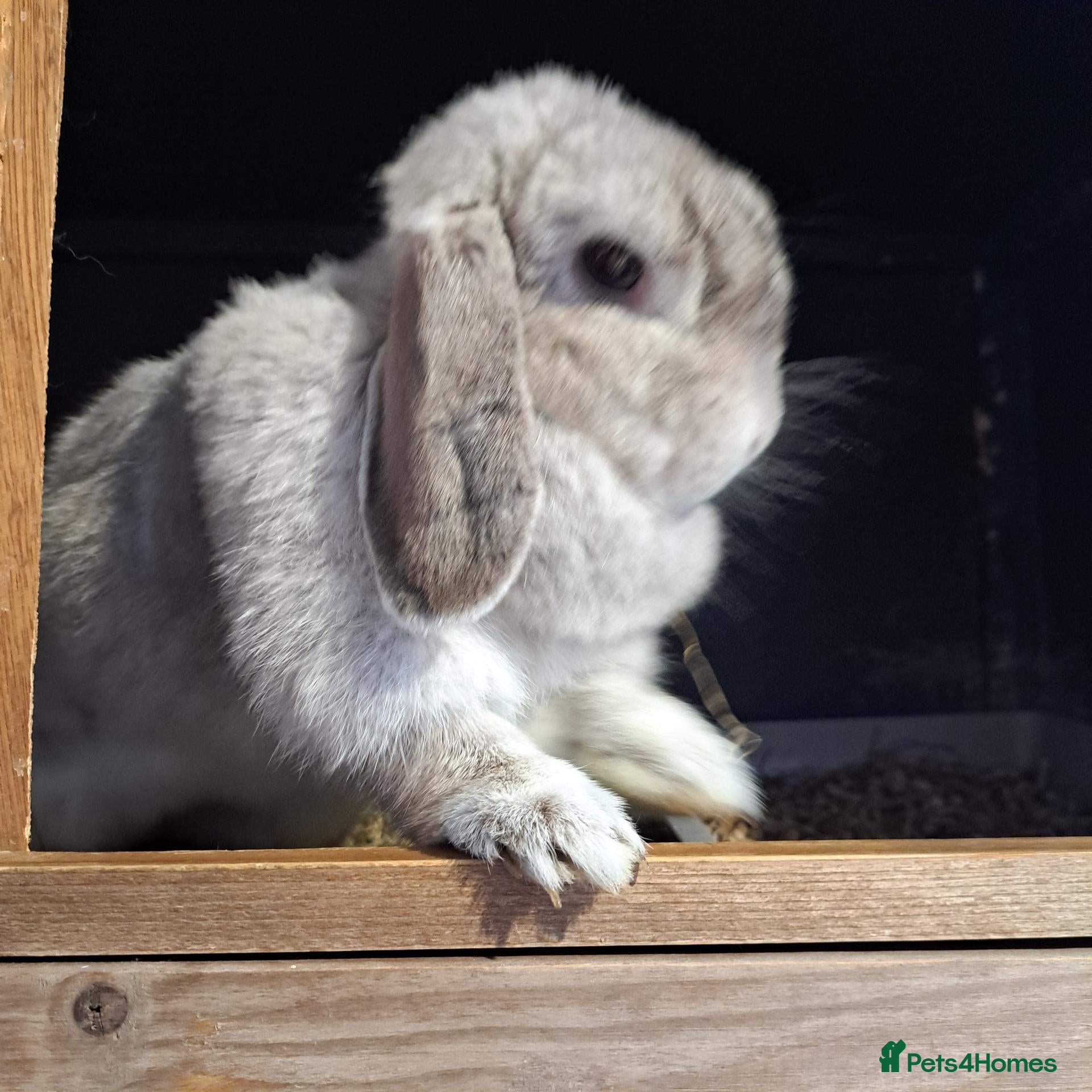 Mini Lop rabbits 🐰 Grey Mini Lop Looking for a Loving New Home 🐰 - Advert 5