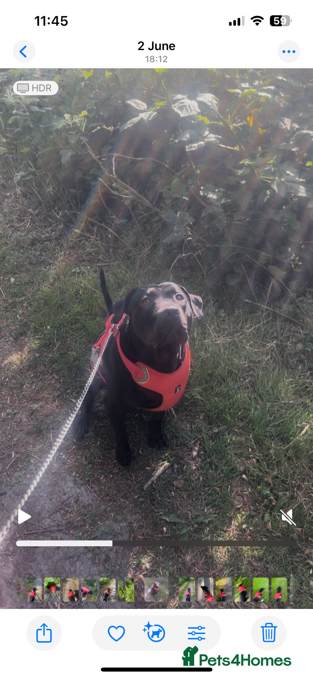 Mixed Breed dogs for sale: Cane corso X Staffordshire terrier puppies 🔥🩸 - Advert 7