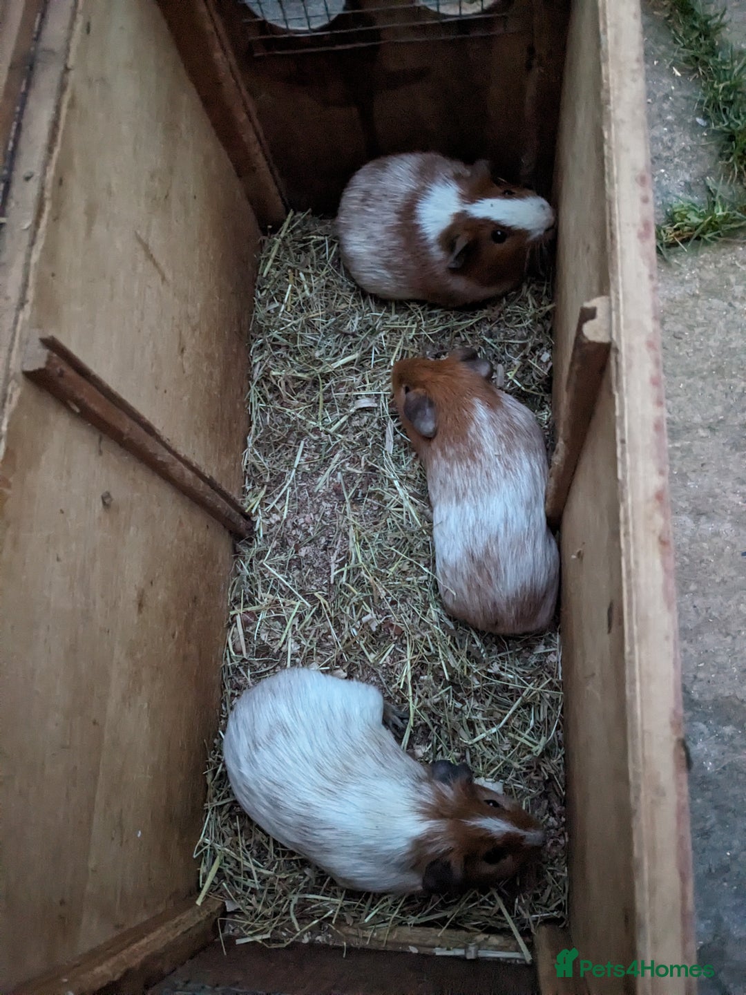 Guinea Pig rodents for sale: Male guinea pigs  - Advert 1