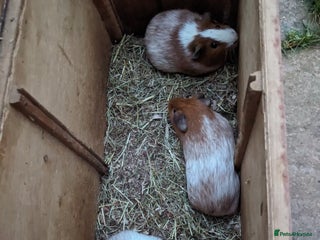 Guinea Pig rodents Male guinea pigs - Advert 1