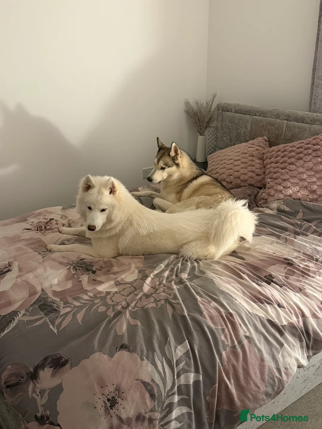 Siberian Husky dogs for sale: 7 month old Siberian Husky  in Bristol - Advert 4