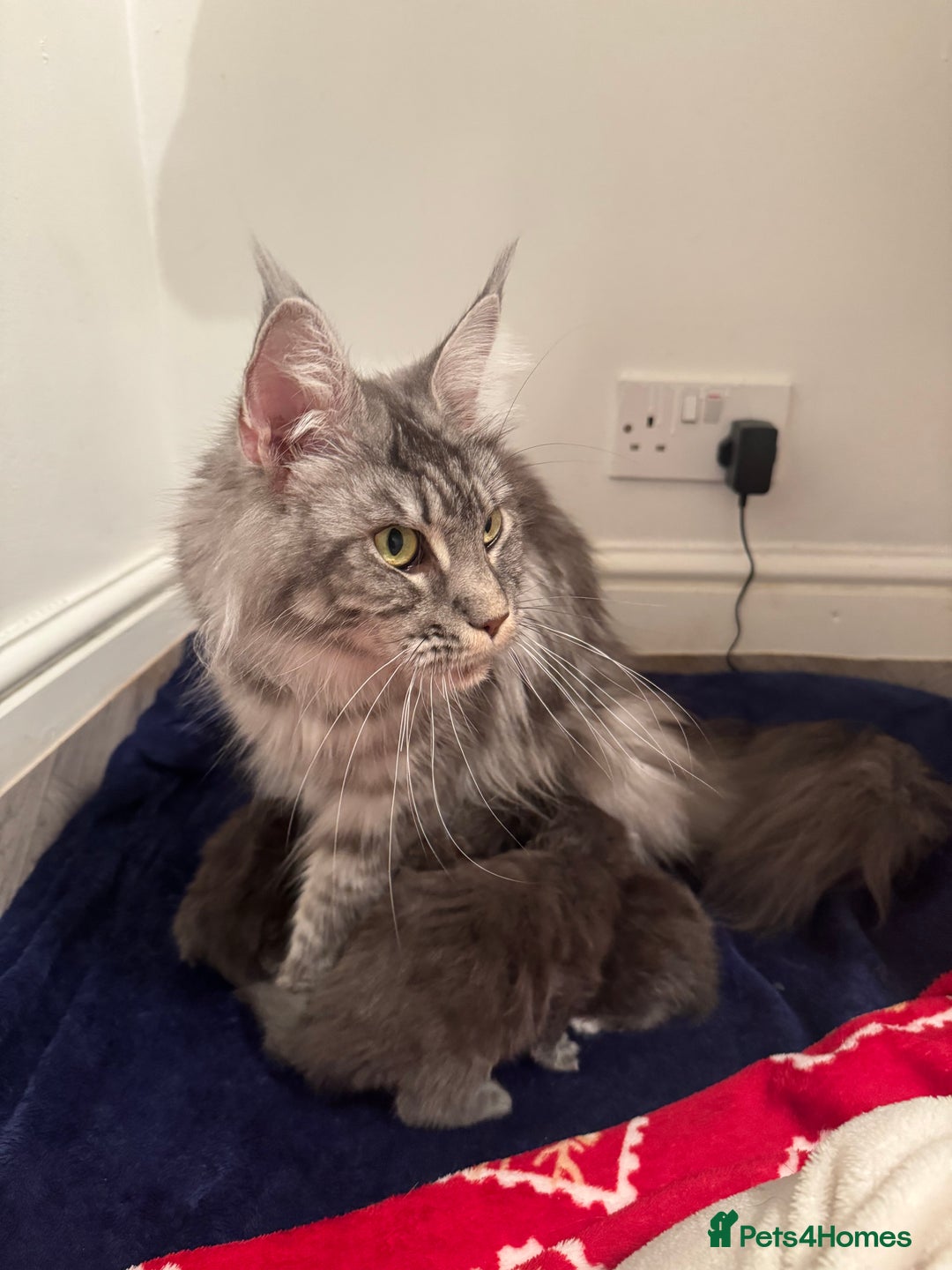 Maine Coon cats for sale: Maine Coon TICA registered✨ - Advert 12