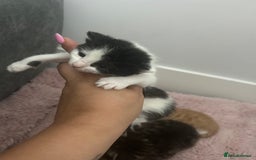 Mixed Breed cats for sale: 5 beautiful kittens  - Image 3
